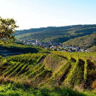 Blick über die Weinberge nach Oberbergen im Kaiserstuhl