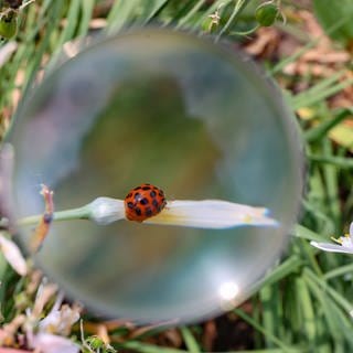 Die neue Umweltmonitoring Technik der Uni Trier sammelt DNA auf Pflanzen, statt Insekten.