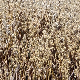 Hafer in goldfarbenen Tönen kurz vor der Ernte