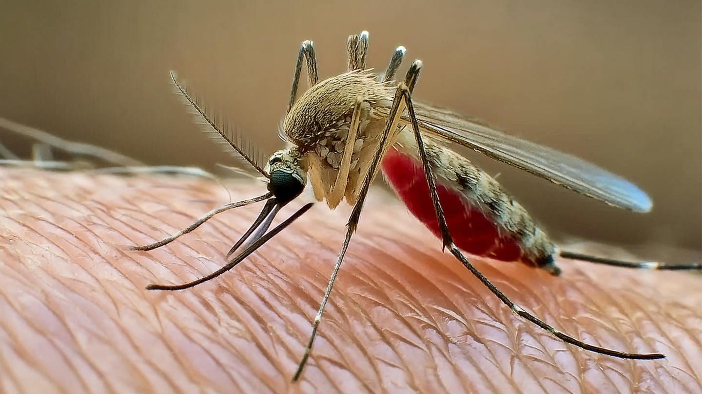 Stechmücke Aedes aegypti, tags: Körperwärme Stechmücken Infrarotstrahlung