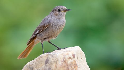 Der Hausrotschwanz ist ein Kandidat zum Vogel des Jahres 2025