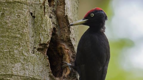 Der Schwarzspecht ist ein Kandidat zum Vogel des Jahres 2025