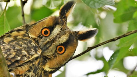 Die Waldohreule ist ein Kandidat zum Vogel des Jahres 2025