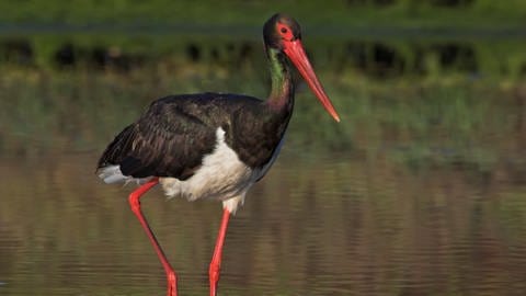 Der Schwarzstorch ist ein Kandidat zum Vogel des Jahres 2025