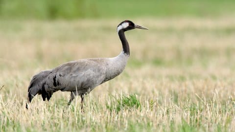 Der Kranich ist ein Kandidat zum Vogel des Jahres 2025