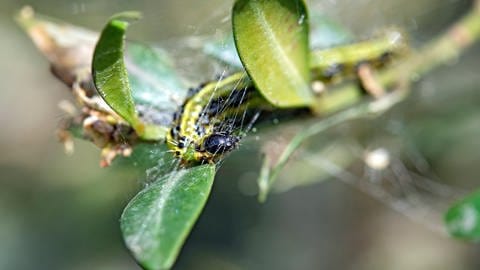 Das Argument der Studie: Die meisten Fledermäuse fressen Insekten und spielen eine wichtige Rolle bei der Schädlingsbekämpfung