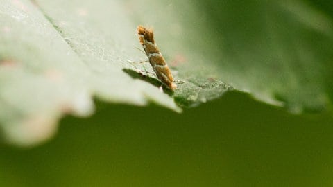 Miniermotte sitzt auf dem Blatt einer Kastanie - Die Miniermotte wird etwa einen halben Zentimeter groß und legt ihre Eier in die Blätter der Rosskastanie. 