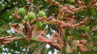 Ein Kastanienbaum mit braune Blätter und Früchten der Kastanie