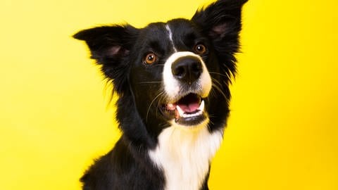 Border Collies zählen zu den besonders begabten Hunden, die sich die Begriffe ihrer Spielzeuge über zwei Jahre merken können.