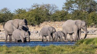 Elefanteherde steht an einem Wasserloch