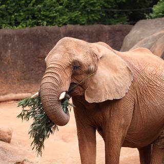 Eine Elefant führt mit seinem Rüssel Nahrung in sein Maul