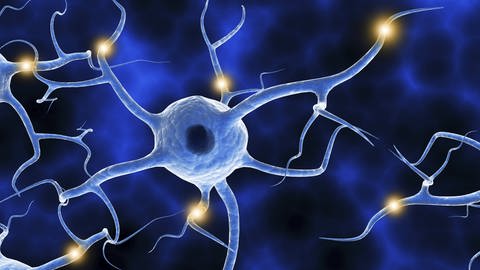 Illustration von Neuronen: Neuronen haben feine Ärmchen. Diese hat Erin Schuman und ihr Team genauer untersucht. Für ihre Erkenntnisse wird sie nun mit dem Körber-Preis 2024 ausgezeichnet.