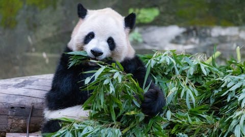 Der Ur-Panda aus dem Allgäu war ein Generalist: Er hat sowohl Fleisch als auch Pflanzen gefressen. Heute sind Pandas reine Vegetarier und ernähren sich überwiegend von Bambus.