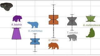 Ein Grafik auf der verschiedene Bären-Arten chematisch dargestellt sind.