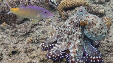 Eine marmorierte Krake sitzt auf einem Kroallenriff. Neben ihr schwimmt ein gelb-lila Fisch. Gemeinsam jagen Fische und Kraken Weichtiere.