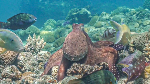 Eine rot-braune Krake und Fische jagend gemeinsam auf einem Korallenriff: Erstaunliches Teamwork: Kraken und Fische jagen gemeinsam