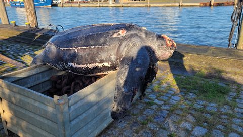 Eine verendete Lederschildkröte liegt auf einer Kiste im Hafen von Büsum. 