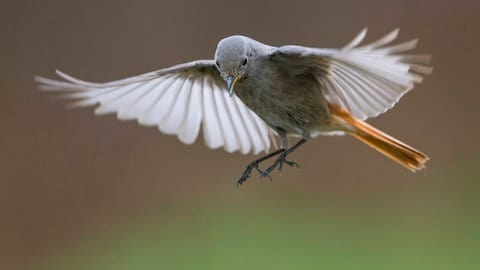 Ein weiblicher Hausrotschwanz im Flug.