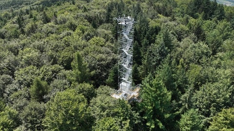 Auf der Forschungsfläche im Wald bei Ettenheim nahe Freiburg stehen drei Messtürme. Mit ihrer Hilfe sammeln die Forschenden Daten in den Kronen der Bäume. Ziel ist es, ihre Entwicklung im Klimawandel vorhersehen zu können.