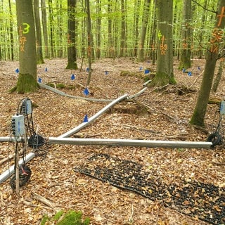 Ein Netzwerk aus Sensoren auf dem Waldboden auf der Forschungsfläche in Ettenheim.  Bäume im Klimawandel: Mit Sensoren den Wald erforschen