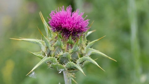 Die Mariendistel soll gegen Hitzewallungen in den Wechseljahren helfen. Doch auch hier sind Risiken nicht auszuschließen.