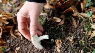 Vielen Menschen suchen derzeit im Wald nach Pilzen. Doch einige der Pilze sind giftig. Es drohen mitunter tödliche Pilzvergiftungen. 