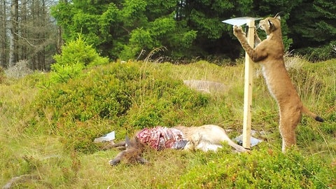 Kadaver locken in allerlei seltene oder scheue Arten an, wie hier ein Luchs am Rotwildkadaver im Nationalpark Harz.