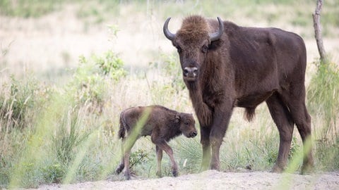 Der Wisent ist sehr groß. Sein Kadaver eignet sich gut als Testobjekt für Ökologen, um möglichst viele Arten anzulocken - wie zum Beispiel die invasive Schmeißfliege. 