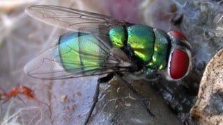 Die Auswertung der Becherfalleninhalte am Kadaver brachte den ersten Beweis der invasiven Schmeißfliege Chrysomya albiceps für den Šumava-Nationalpark hervor.