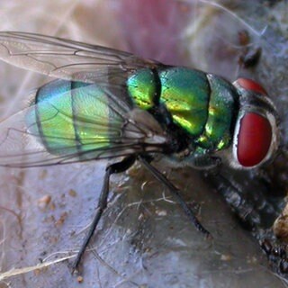 Die Auswertung der Becherfalleninhalte am Kadaver brachte den ersten Beweis der invasiven Schmeißfliege Chrysomya albiceps für den Šumava-Nationalpark hervor.