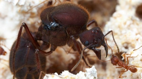 Eine Ameisenkönigin und eine Arbeiterin sitzen auf dem Pilzgeflecht in einem Pilzgarten. Ameisen züchten seit 66 Millionen Jahren Pilze. Sie betreiben Landwirtschaft.