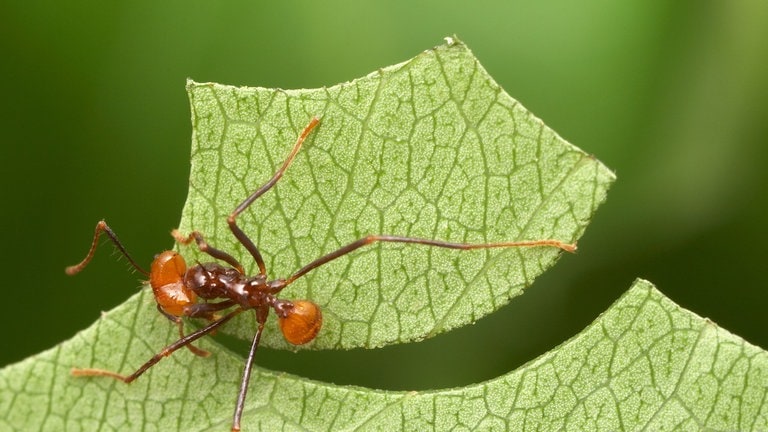 Eine Ameise schneidet ein Stück von einem Blatt ab. Ameisen züchten seit 66 Millionen Jahren Pilze. Sie betreiben schon viel länger Landwirtschaft als der Mensch.