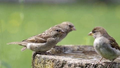 Junge Spatzen sind freundlicher als alte, denn wer freundlich ist findet zum Beispiel eher einen Partner zum Brüten. Alte Spatzen brauchen dagegen weniger Freunde.