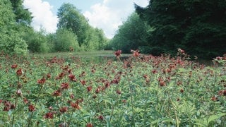 Mit der Wahl des Sumpf-Blutauges (Comarum palustre) zur Blume des Jahres ruft die Loki Schmidt Stiftung zum Schutz der moorigen Ökosysteme auf. Moore sind wichtig für den Klimaschutz.