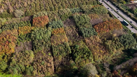 In diesem kleinen Versuchswäldchen wurden in quadraten verschiedenste Baumarten gepflanzt auf der Suche nach den Besten Arten für angepasste und klimaresiliente wälder.