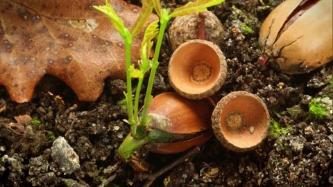 Ein Hoffnungsträger für klimaresiliente Wälder in Deutschland: die Eiche. Sie zählt zur Gruppe gut angepasster Baumarten.