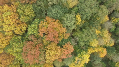 Der klimaresiliente Wald der Zukunft wird durch die Vielzahl angepasster Baumarten wohl anders aussehen, als wir es bisher gewohnt sind.