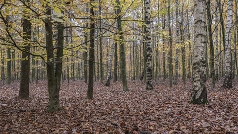 Die heimischen Baumarten unserer Wälder, wie diesem Buchenwald, sind nicht klimaresilient genug. Artverwandte aus Süd-Frankreich wären dagegen bereits angepasster.