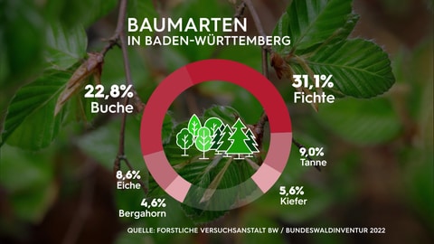 Es gibt verschiedenste Baumarten in Deutschland. Aber längst nicht alle sind klimaresilient oder an den Klimawandel angepasst