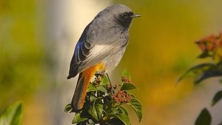 Der Hausrotschwanz ist ein Frühaufsteher