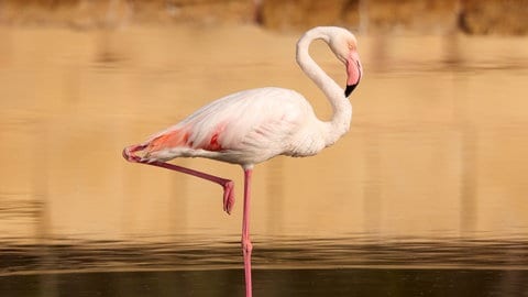 Flamingo auf einem Bein: Während für Menschen im höheren Alter schon einge Sekunden im Einbeinstand zur Herausforderung werden, können die Tiere mehrere Stunden auf einem Bein stehen und sogar schlafen.