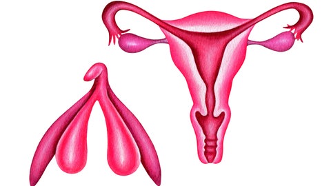 Die Klitoris (links) ist ein Schwellkörper und ähnelt in ihrem Aufbau dem Penis. Die Vulva ist das von außen sichtbare Genital, auch der äußere Teil der Klitoris gehört dazu. Die Vagina (unterer Teil der rechten Abbildung) verbindet Vulva und den Muttermund.