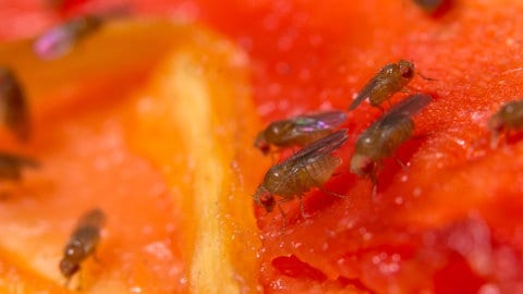 Fruchtfliegen naschen an einer orangenen Frucht. Werden Fliegen in der Forschung mit viel Zucker gefüttert, entwickeln sie so auch Diabetes-Symptome.