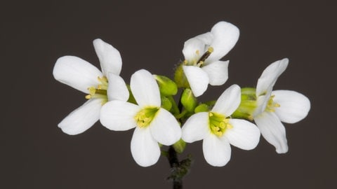 Weiße Blüten von Arabidopsis thaliana, tags: 