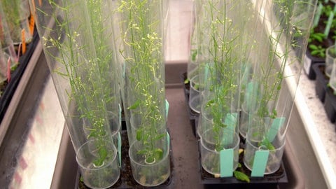 Arabidopsis thaliana Kulturen im Labor, tags: Wissenschaft Arabidopsis Ackerschmalwand