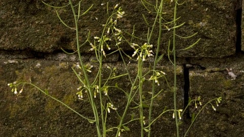 Arabidopsis thaliana wächst nahe einer Mauer, tags: 