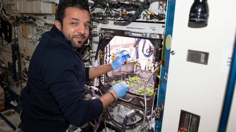 Astronaut auf einer Raumstation experimentiert mit Arabidopsis Pflanze, tags: Wissenschaft Arabidopsis Ackerschmalwand