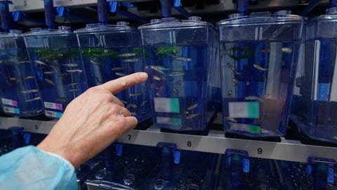 Zebrafische in einem Tank im Labor.