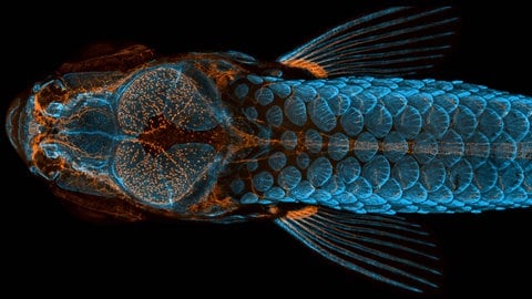 Forschung an Zebrafisch unter dem Mikroskop im Labor mit fluoreszierenden Markern an Skelett und Lymphsystem.