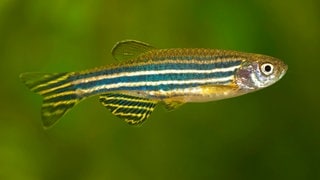 Zebrafisch im Wasser. Unzählige Exemplare werden im Labor in Tübingen untersucht.